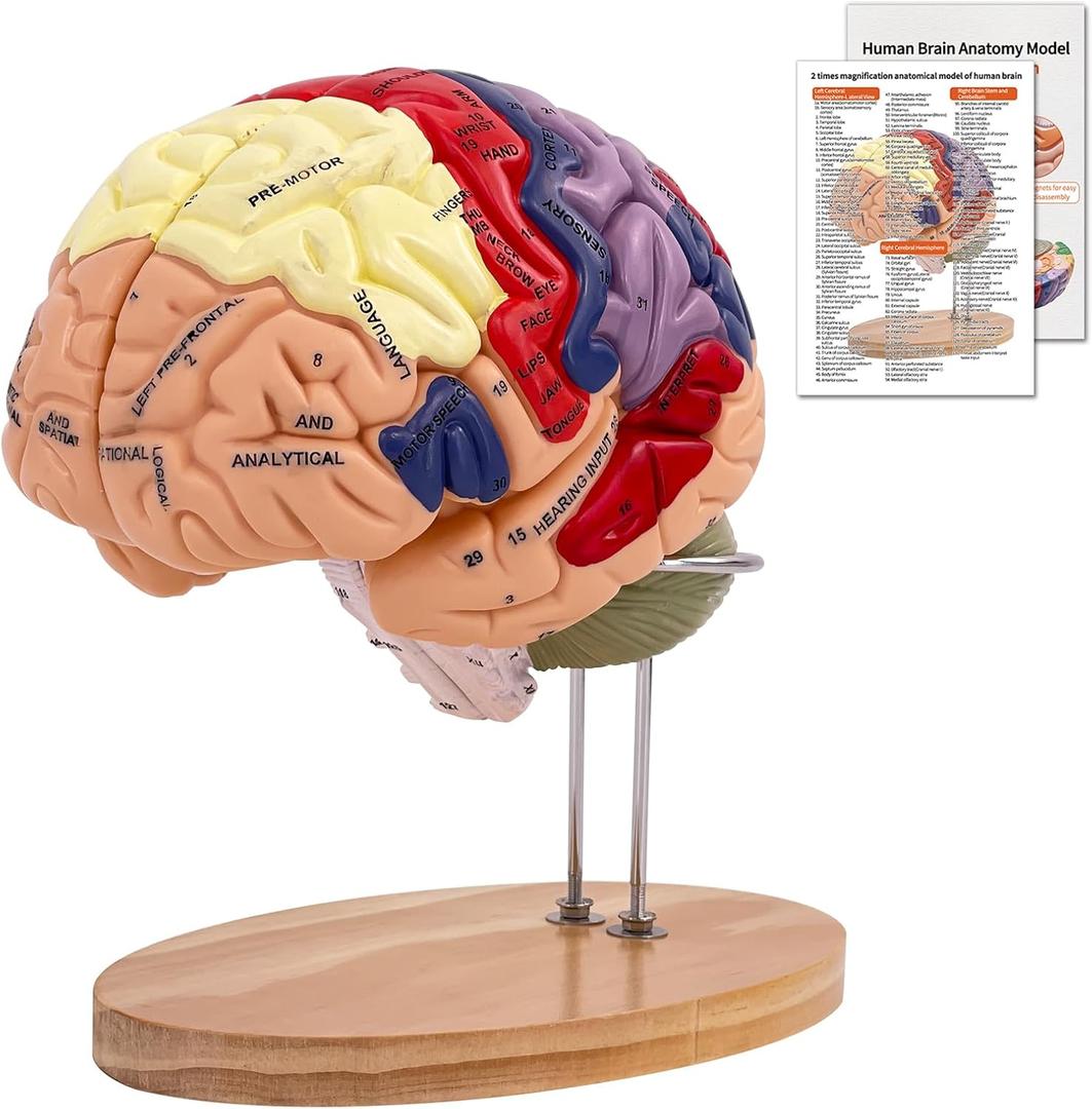 SFXYJ Human Brain Model 2 Times Life Size, Brain Anatomy Model, Includes 4 Pieces Labeled with Figures 9 Colors, for Neuroscience Learning Display Medical Identify Brain Functions