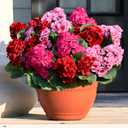 Waipfaru 6 Pcs Artificial Fake Flowers for Outdoors, Silk Geraniums Mix Color Flower, UV Resistant Outdoor Faux Plants for Garden Porch Planter Patio Balcony Yard Indoor Home Decoration(6, Mix Color)