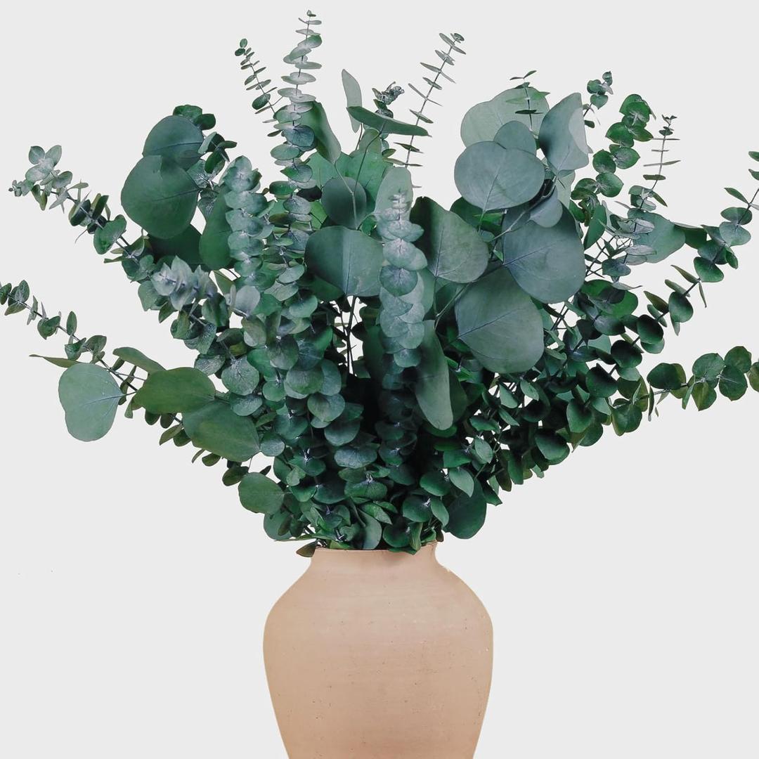 22 Pcs Large Dried Eucalyptus & Silver Dollar Leaves Bundle - Natural Real Fresh Eucalyptus, 17" Preserved Eucalyptus Stems for Shower Hanging, Bathroom Decor, Garland, Greenery Plant