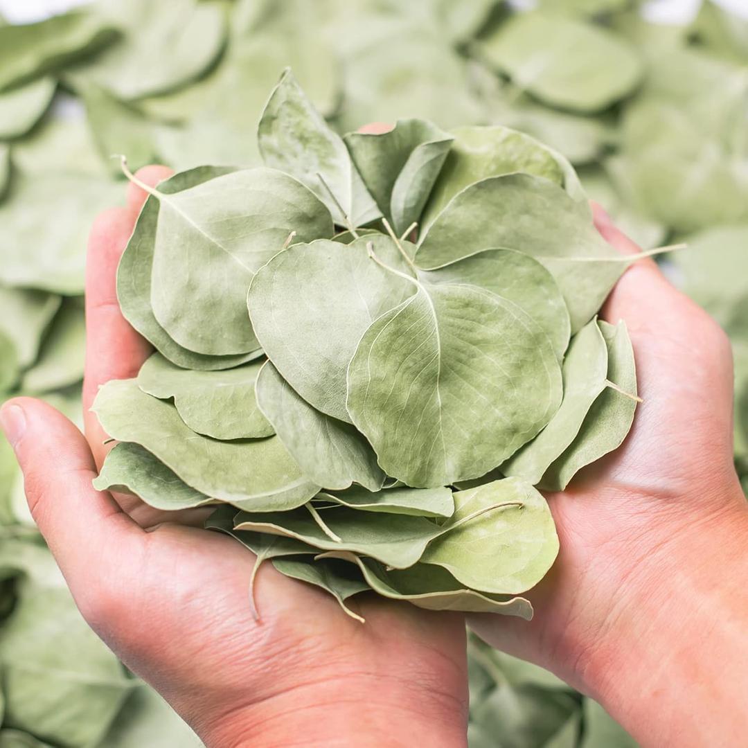400+ Dried Real Eucalyptus Leaves, Real Natural Bulk Silver Dollar Eucalyptus Leaves, Wedding, Biodegradable for DIY Bouquet, Garden Cake, Party and Table Center Decor