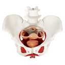 Female Pelvis Model with Pelvic Floor Muscles Perineal Model Female Anatomy Model 1:1 Life Size Human Skeleton Medical Science Educational Equipment Anatomy Medicine