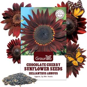 Groundio Chocolate Cherry Sunflower Seeds, 6-8 FT Giant Burgundy Black Sunflower, 80+ Helianthus Annuus Seeds, Non-GMO | Heirloom | High Germination | Attracts Pollinators