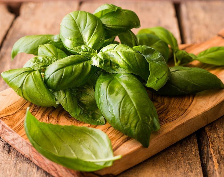 8 x Seeds Genovese Basil Indoor Herb Non GMO Heirloom for Planting