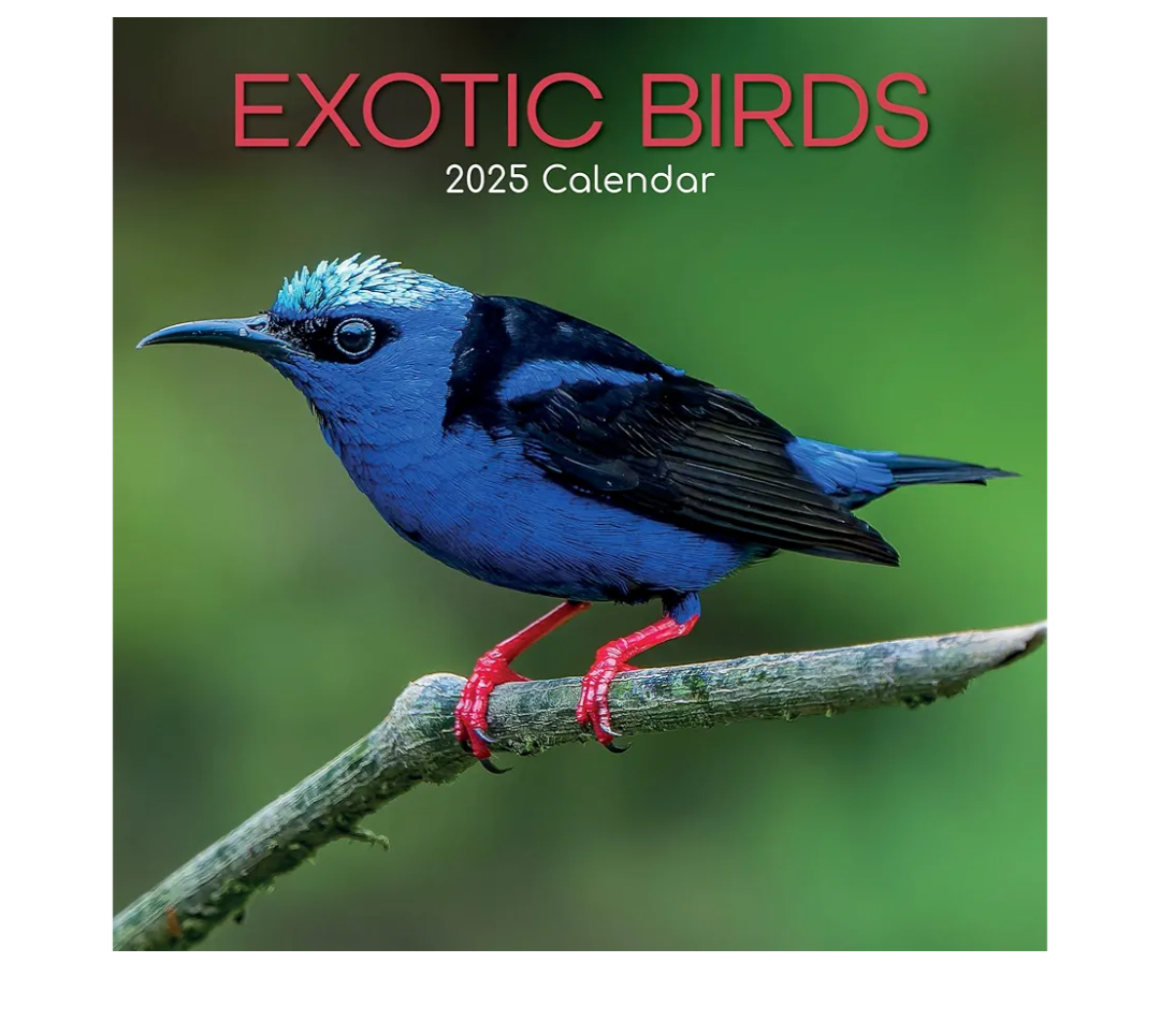 The Gifted Stationary 2025 Square Wall Calendar, Exotic Birds, 16-Month Animals Theme Hanging Calendar with 180 Reminder Stickers, Month Planner for Home and Creative Spaces, 12x12 In