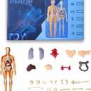 Human Body Model for Kids Anatomy Plastic DIY Skeleton Toy 3D Anatomy Kit Educational Science Kit
