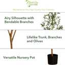 Potted Olive Artificial Tree - 8' - Green