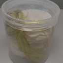 Seashells for Crafting Christmas Ornaments 24pcs, 2-3 Inch Hanging Sea Shells for Decorating, Natural White Scallop Shells for Crafts DIY Home Decor Wreath Decoration