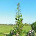 Trellis for Climbing Plants Outdoor, 73inch Tall Plants Trellis Support Metal Garden Trellis for Vegetables Flowers Plants Vine Support (1 pcs, Black)