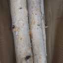 5 Pcs White Birch Poles 4 ft 1.5-2.5" Diameter Natural Wood Sticks