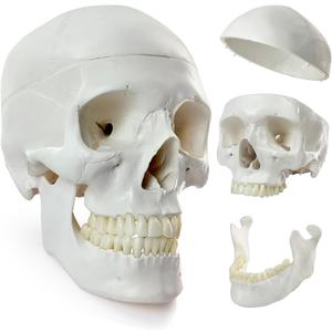 HADWYN 2025 New Human Skull Model, Life Size Medical Anatomy Anatomical Adult Model with Removable Skull Cap and Articulated Mandible, Full Set of Teeth