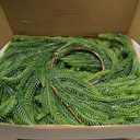 Fovths 1 Pack 6 Feet Christmas Norfolk Garlands Set Green Artificial Winter Pine Garlands Light String Faux Greenery Garland Pine Garland for Xmas Holiday Home Indoor Decor, Green