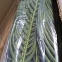 Nearly Natural 6.5ft Artificial Golden Cane Palm Tree, Lifelike Silk Indoor Palm With Three Textured Trunks Flexible Fronds Nursery Planter, Low Maintenance