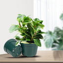 6 inch Nursery Pot Plant Grow Sturdy Flower pots in Bulk Price 20P Green