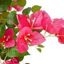 Artificial Bougainvillea Tree 6ft Fake Plant with White Planter
