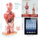 EVOTECH SCIENTIFIC 2025 New Human Body Deluxe Musculature Model, 16 Pcs Removable 17 inch Human Torso Anatomy Model with Heart Head Skull Brain Skeleton Model for Medical Student, Lab & Classroom Use