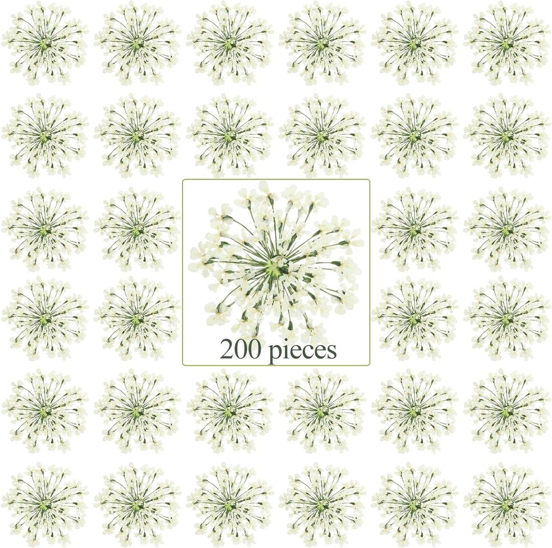 200 Pcs Pressed Dried Flowers for Resin Art Ammi Majus Natural Pressed Dried Flower Dry Flowers for Crafts DIY Wedding Home Decor Scrapbooking Gift Soap Candle Making
