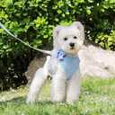 Didog Cute Small Dog Harness Collar and Leash Set with Bowtie, Breathable Soft Mesh Padded Puppy Harness, Dog Harness for Small Dogs Daily Walks Parties, Holiday Gatherings & Gifts, Blue, S