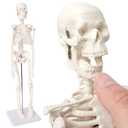 EVOTECH SCIENTIFIC Mini Human Skeleton Model for Anatomy, 17.7'' Full Body Human Skeleton Model with Movable Arms and Legs on Base for Medical Teaching Learning, Students Learning Education Tool