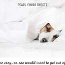 Tissaj Organic Cotton Sheets Twin Size  Ultra White  GOTS Certified  Durable Luxury Quality  Extra Deep Pockets & Secure Fit  Premium Bedding  Sateen Weave  with Carry Pouch  Set of 3