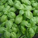 5 x Seeds Genovese Basil Indoor Herb Non GMO Heirloom for Planting