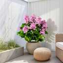 2 Set Artificial Hydrangea Flowers Outdoor 26" Large Faux Hydrangeas Flowers with UV Resistant Design Pot Hydrangea Artificial Flowers Tree for Front Porch Garden Yard Patio Decor (Pink)