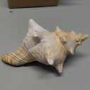Fectzuea Giant Natural Conch Shell, Striped Fox Conch Seashell 6-7 inches, Large Sea Shell for Vase Filler
