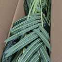 4ft Tall Triple Golden Cane Palm Artificial Tree Large Tropical Palm Tree UV Resistant Fake Plant in Pot for Indoor Outdoor Big House Living Room Outside Patio Office Home Decor 1Pack