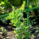 Pea Trellis, Trellis for Peas, 47" L x 65" H Tall Expandable Pea Trelli for Raised Bed Garden, Sturdy Garden Trelli for Beans, Peas & Other Climbing Vegetables