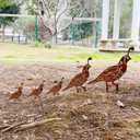 5PCS Rusty Quail Family Decorative Garden Stakes, Metal Birds Yard Decor, Bird Lover Gifts for Women Mom Grandma Wife, Metal Birds Statues Garden Sculptures and Yard Art, Patio, Lawn Ornaments