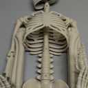 5.4Ft Posable Skeleton Halloween Decorations Outdoor, Plastic Life Size Skeleton with Movable Joints for Graveyard Prop, Halloween Toys Indoor Outdoor Haunted House Party Decor (White)