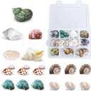 JOR Hermit Crab Shells, A Must for New Starter Habitats, Shelter for Crustaceans, Terrarium Decoration, Growth Turbo Seashells in Various Shapes and Sizes.