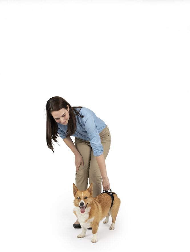 PetSafe CareLift Rear Support Harness - Senior & Disabled Dog Rear Mobility Support - Easy-Fitting, Breathable Belly Straps with Lifting Aid Handle - for Small Dogs 7-35 lb (Small (Pack of 1))
