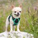 rabbitgoo Dog Harness No Pull with 2 Leash Clips, Adjustable Soft Padded, Reflective Oxford No Choke Pet Vest with Easy Control Handle for Puppy, Black & Turquoise, XS