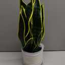 Hollyone Artificial Snake Plant Potted Faux Sansevieria Trifasciata Plants, 16.5" Tropical Fake Snake Plants in White Pots for Home Office Room Indoor Decor Housewarming Gifts