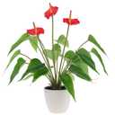 Quancru 16.5 Inch Realistic Artificial Anthurium Flower Red Fake Flamingo Flower Simulated Andraeanum Plant Pot Decoration Table Photography Bonsai