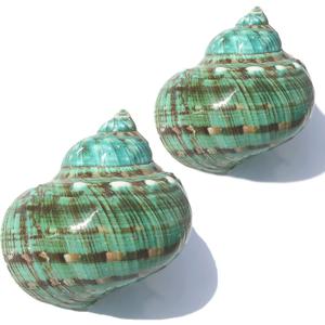 SINKOO Large Conch Shell 2PCS 4"-4.5" Natural Seashells for Hermit Crab Fish Tank Wedding Decor Beach Theme Party, Home Decorations,DIY Crafts