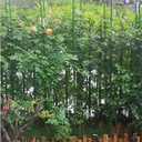 G-LEAF Garden Stakes 5 ft Plastic Coated Steel Tube Sturdy Metal Plant Sticks for Tomato,Cucumber,Bean,Tree,Pack of 25