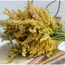27"L Dried Canada Goldenrod