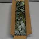 Mixed Eucalyptus Leaves Stems Bulk Artificial Eucalyptus Leaves Sprays Faux Oval Eucalyptus Leaves with White Seeds Stems for Floral Wreath Garland Bouquets Arrangement Wedding Greenery Decoration