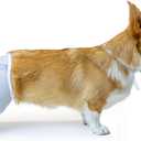 Hip and Thigh Wound Protective Sleeve for Dogs. Dog Recovery. Recommended by Vets Worldwide (Small - Short Sleeve, Gray)