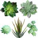 Supla 5 Pcs Assorted Artificial Succulents Plants Unpotted Small Green Cactus Echeveria Picks Fake Succulents Bulk for Succulent Garden Centerpiece Wreath Floral Arrangement Indoor Outdoor Home Dcor