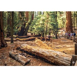 80x82 Inches Redwoods Trail Tapestry USA Muir Woods National Monument Hiking Way California Forest Background Living Room Bedroom Aesthetic College Dorm Wall Hanging Decor