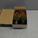 Der Rose Fall Fake Plants 4 Packs Artificial Plants Small Faux Plants Black Bathroom Accessories Fall Decorations for Home Bathroom Home Office Desk Fall Decor Indoor (Orange)