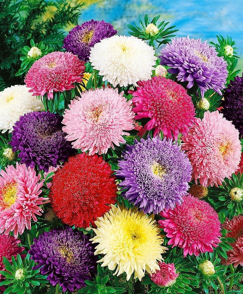Seeds Aster Princess Mix - Annual Flowers for Planting - GMO Free