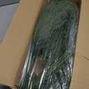 12 Pcs Real Touch Norfolk Pine Stems 18", Greenery Artificial Realistic Pine Branches for Table Decorations, Faux Picks for Crafts, Vase & Tree Filler (Classic)