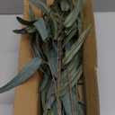 Briful Artificial Eucalyptus Willow Branches 33'' Tall Gray Fake Eucalyptus Stems Arrangement, Realistic Faux Greenery Stems, Indoor Plant, Home Housewarming Farmhouse Porch Vase Decor, Set of 3