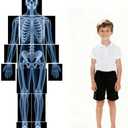 15 Pcs Human X-Ray Science Kit Tutorial Body Skeleton Xray Kit