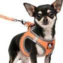 Dog Harness Medium Sized Dogs, Puppy Harness and Leash Set for Training, Running, Walking, Suitable for Small and Medium Dog Vest, Orange, M