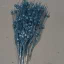 DearHouse 22 Pcs Pack Christmas Glitter Berries Stems,16.5 Artificial Christmas Picks for Festival Holiday Crafts and Home Decoration  (Blue)