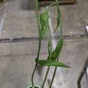 5.9 Ft Large Paper Artificial Flowers,Giant Flowers for Decoration,Standing Huge Handcrafted Poppy Flowers for Garden,Hotel,Office,Photography Props,Wedding,Art Gallery,Shop Window Display(Rose)